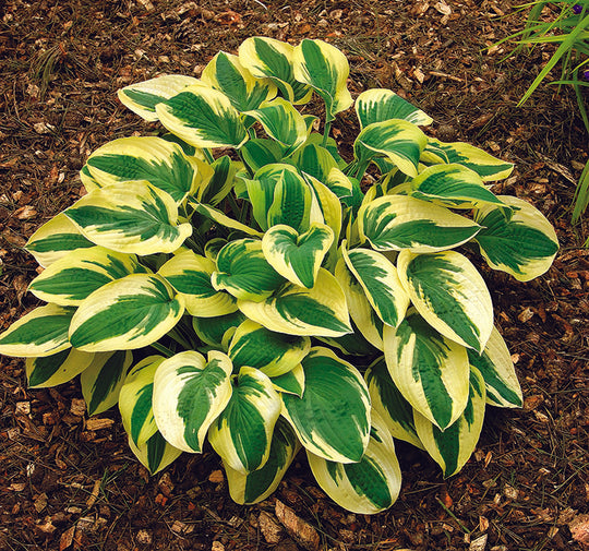 Hosta - Wide Brim, 1 Pack