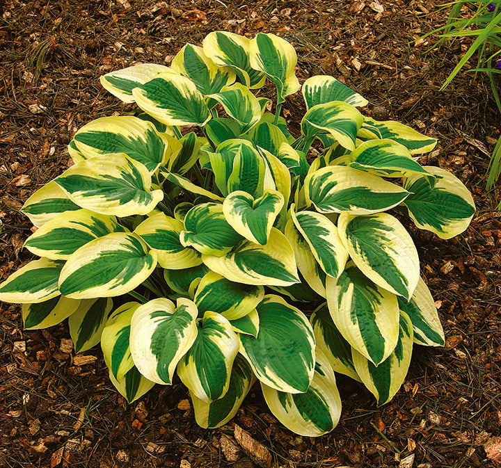 Hosta Plants | Largest Selection in Canada | Wildwood Express ...