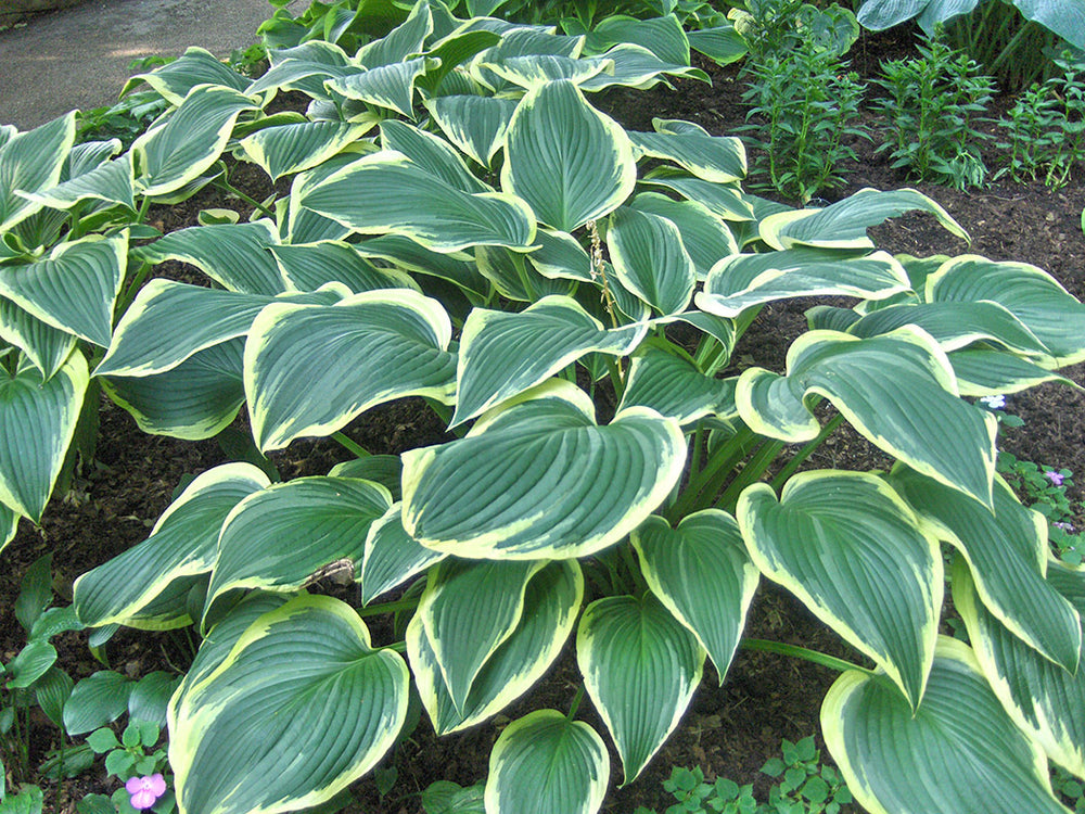 Hosta - Yellow River, 1 Pack