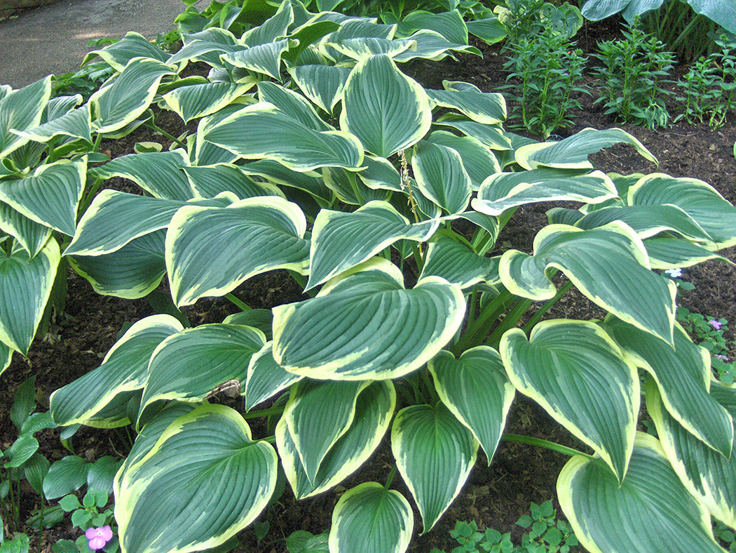 Hosta - Yellow River, 1 Pack