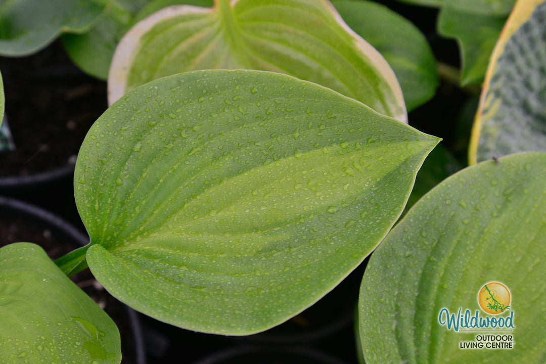 Hosta - Avocado, 1 Pack