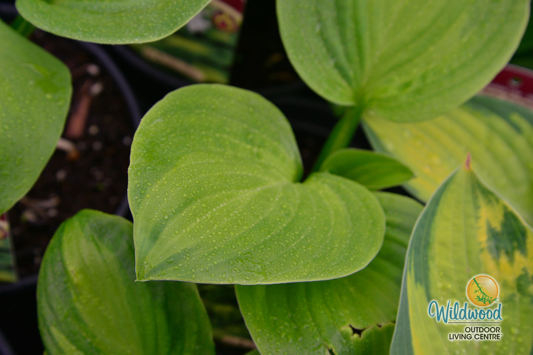 Hosta - Avocado, 1 Pack