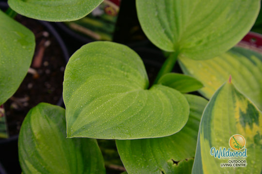 Hosta - Avocado, 1 Pack