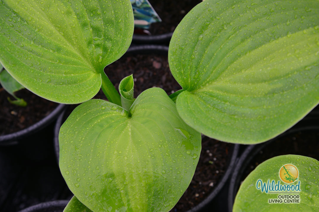 Hosta - Avocado, 1 Pack
