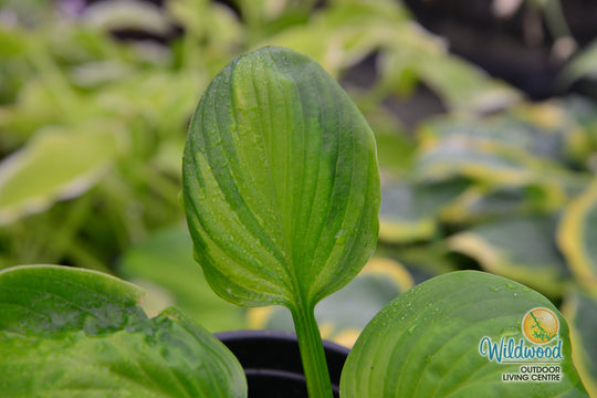 Hosta - Avocado, 1 Pack