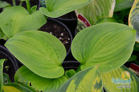 Hosta - Avocado, 1 Pack