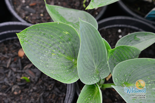 Hosta - Big Daddy, 1 Pack