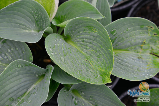Hosta - Big Daddy, 1 Pack