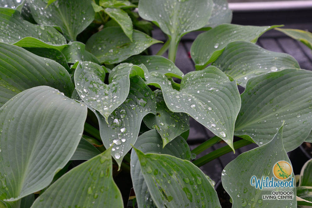 Hosta - Blue Angel, 1 Pack