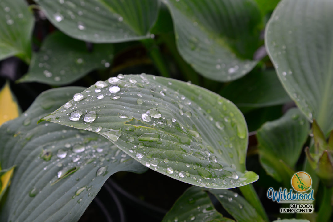 Hosta - Blue Angel, 1 Pack