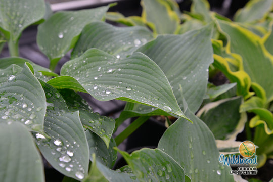 Hosta - Blue Angel, 1 Pack