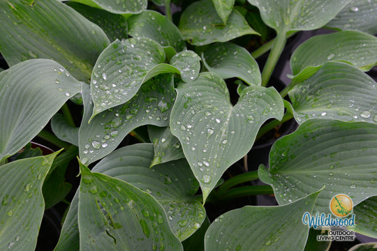 Hosta - Blue Angel, 1 Pack