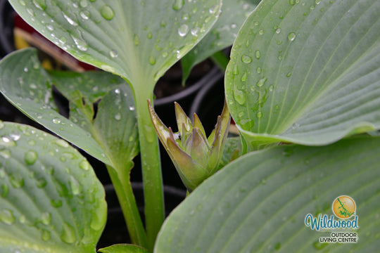 Hosta - Blue Angel, 1 Pack