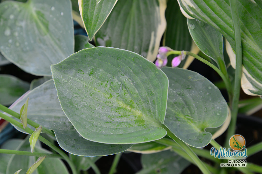 Hosta - Blue Cadet, 1 Pack