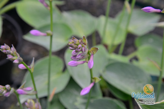 Hosta - Blue Cadet, 1 Pack