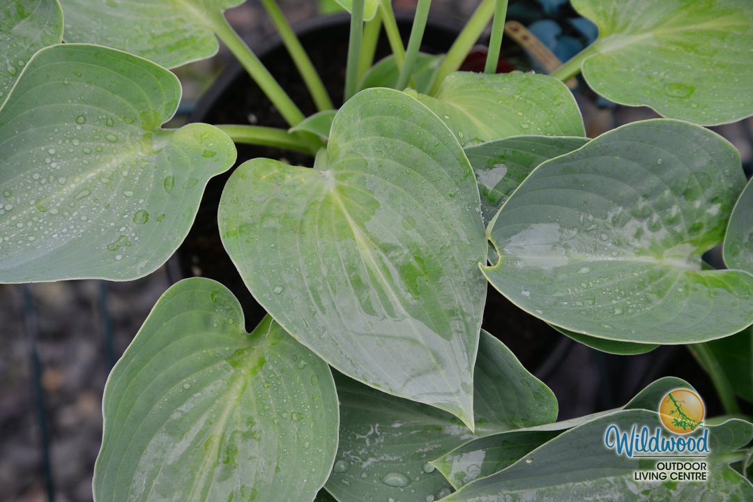 Hosta - Blue Cadet, 1 Pack