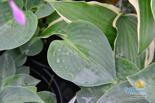 Hosta - Blue Cadet, 1 Pack