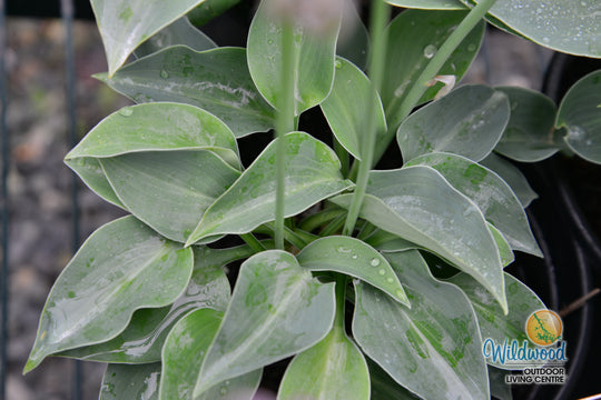 Hosta - Blue Cadet, 1 Pack