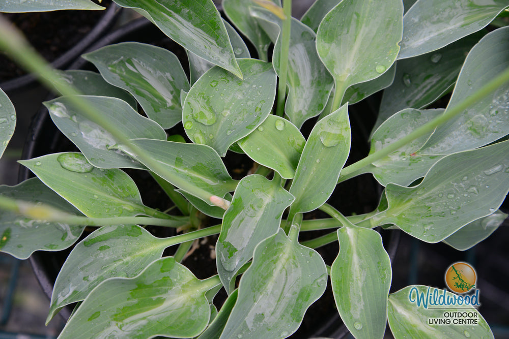 Hosta - Blue Cadet, 1 Pack