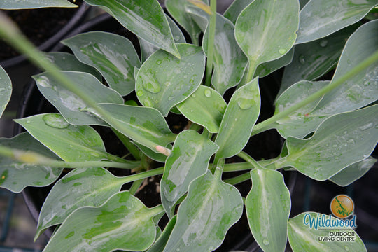 Hosta - Blue Cadet, 1 Pack