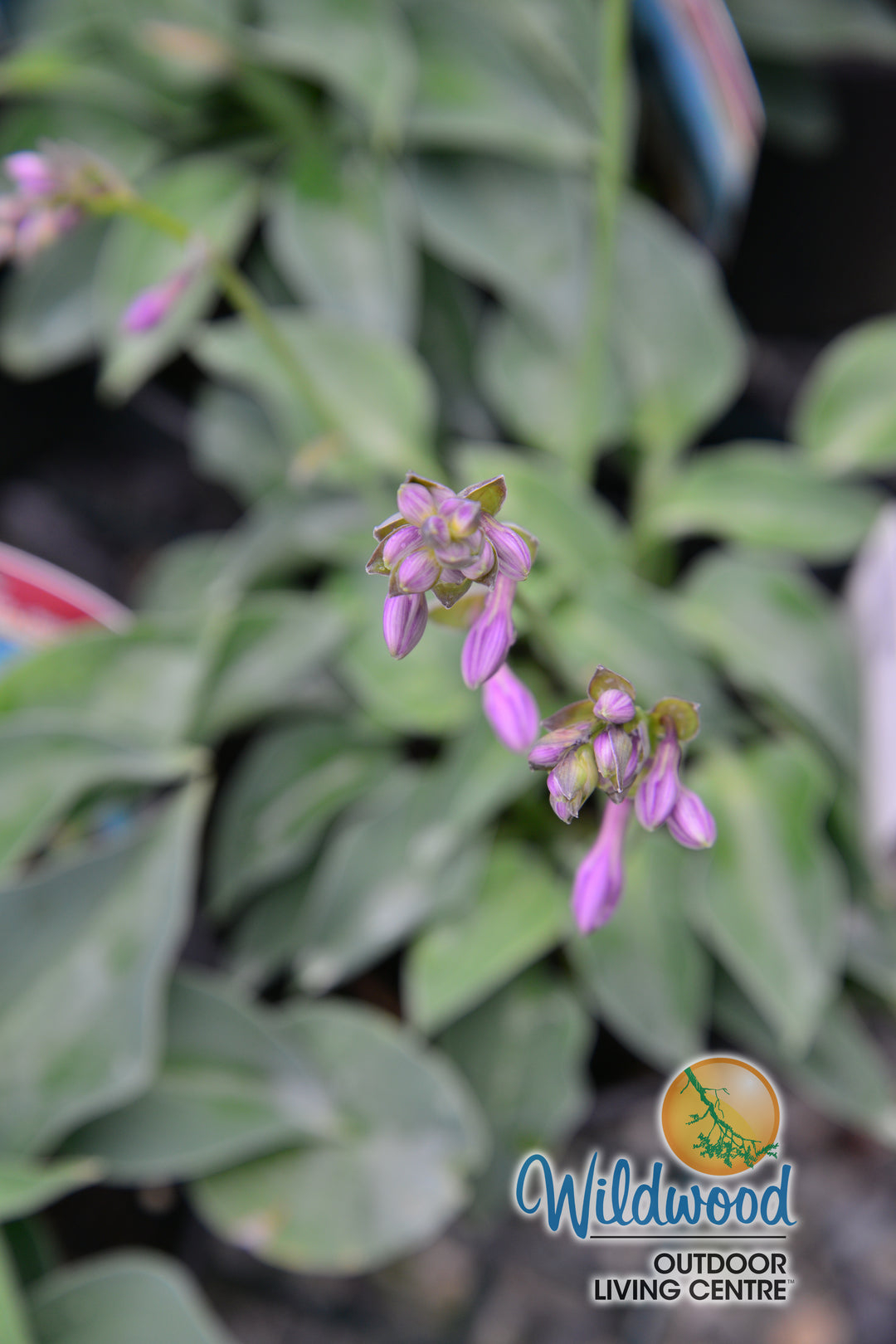 Hosta - Blue Cadet, 1 Pack