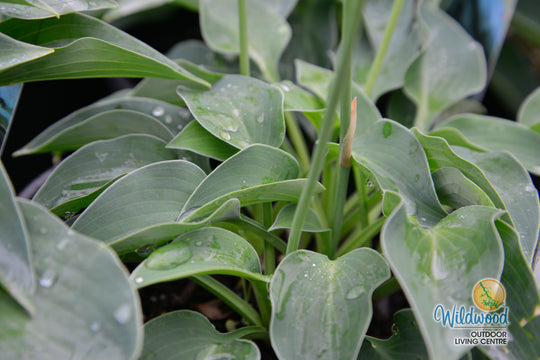 Hosta - Blue Cadet, 1 Pack