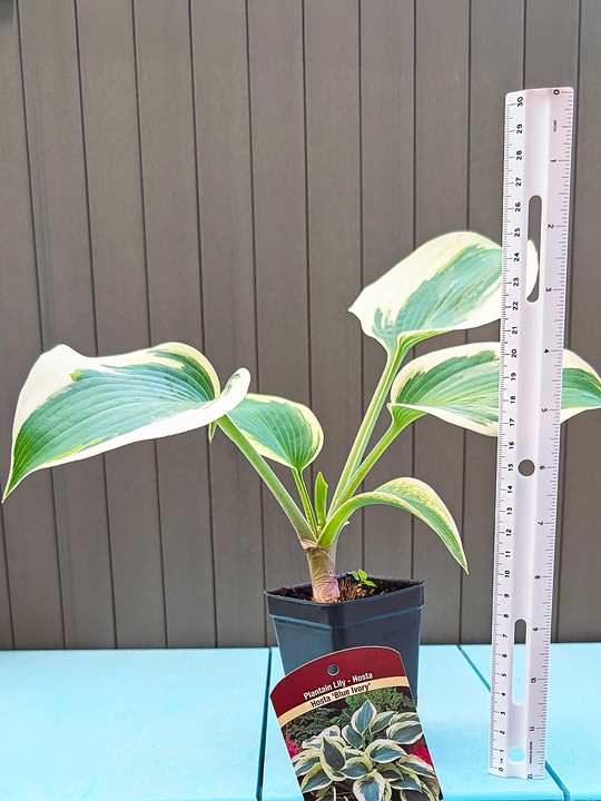 Hosta_BlueIvory