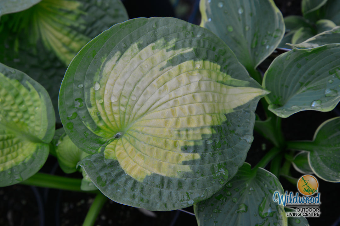 Hosta - Brother Stefan, 1 Pack
