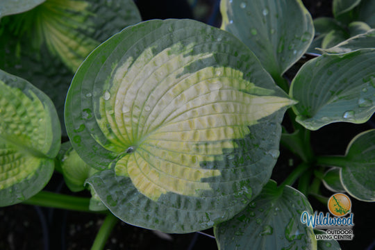 Hosta - Brother Stefan, 1 Pack