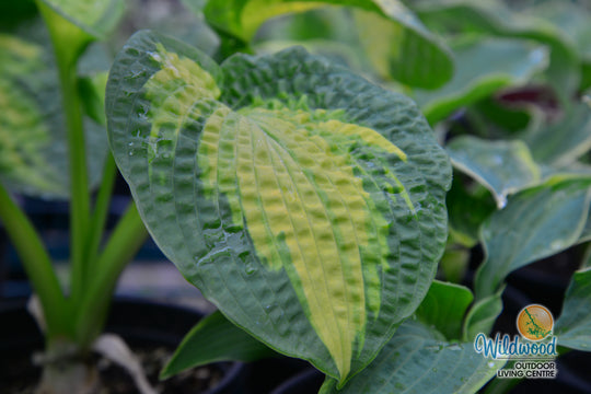 Hosta - Brother Stefan, 1 Pack