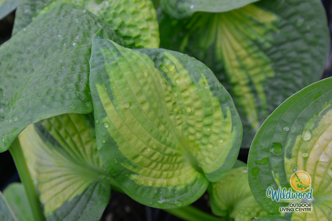 Hosta - Brother Stefan, 1 Pack