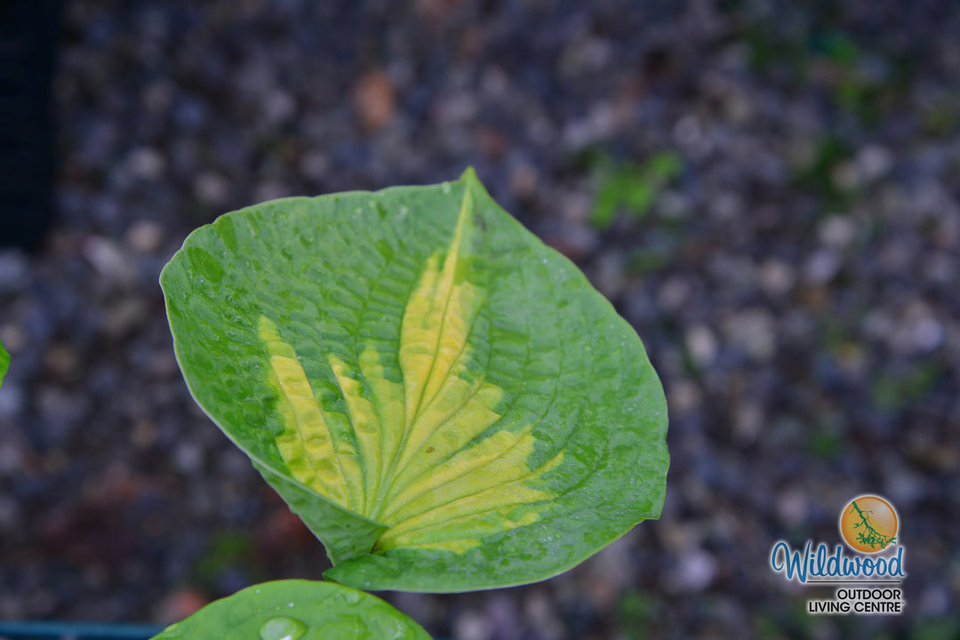 Hosta - Brother Stefan, 1 Pack
