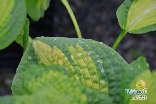 Hosta - Brother Stefan, 1 Pack