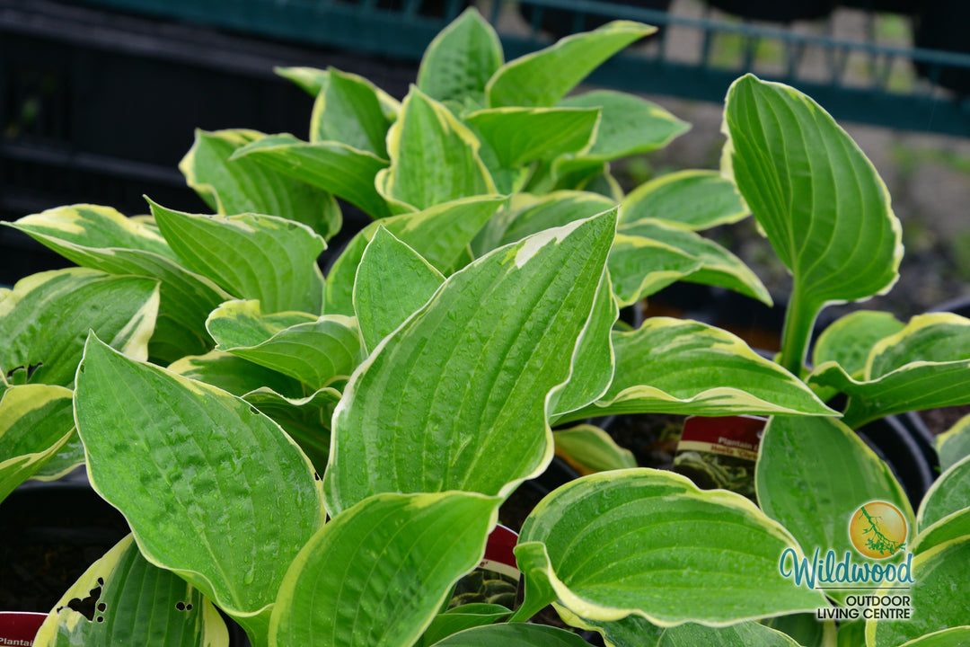 Hosta - Christmas Tree, 1 Pack