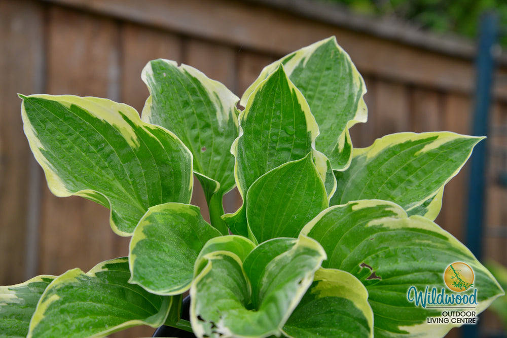 Hosta - Christmas Tree, 1 Pack