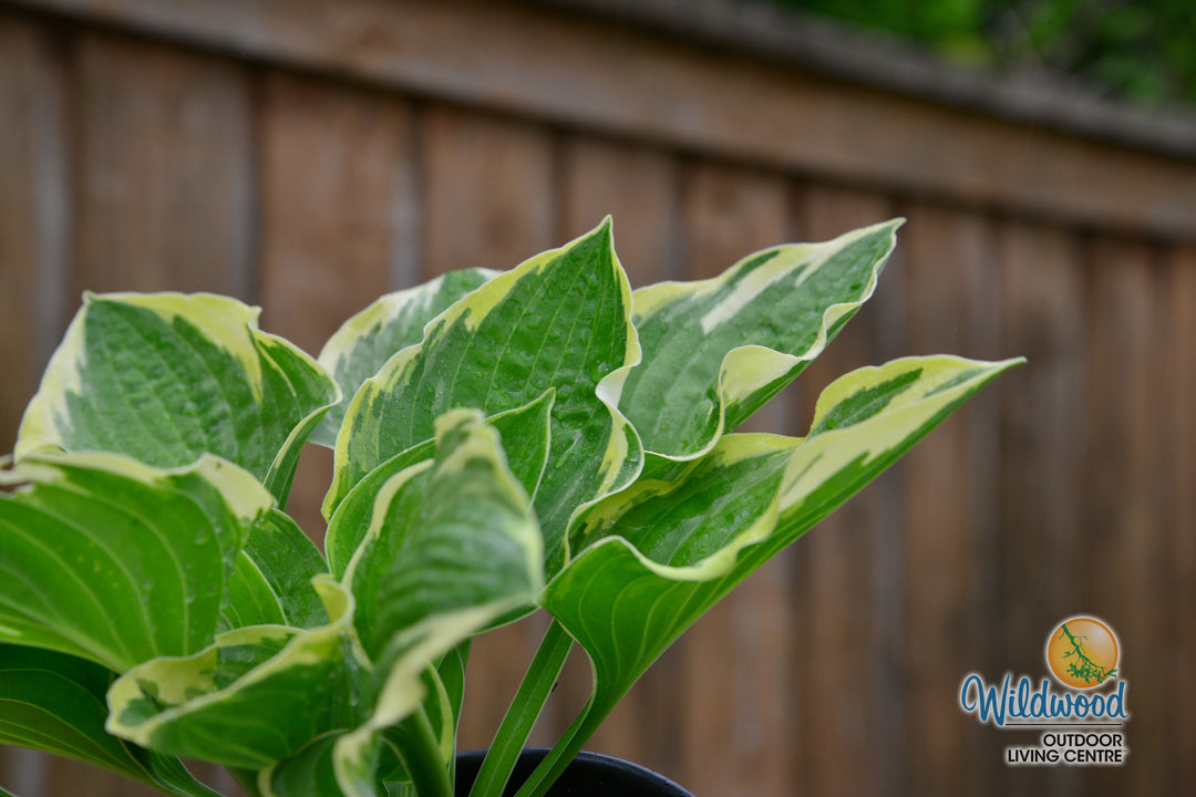 Hosta - Christmas Tree, 1 Pack