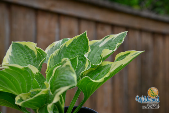 Hosta - Christmas Tree, 1 Pack