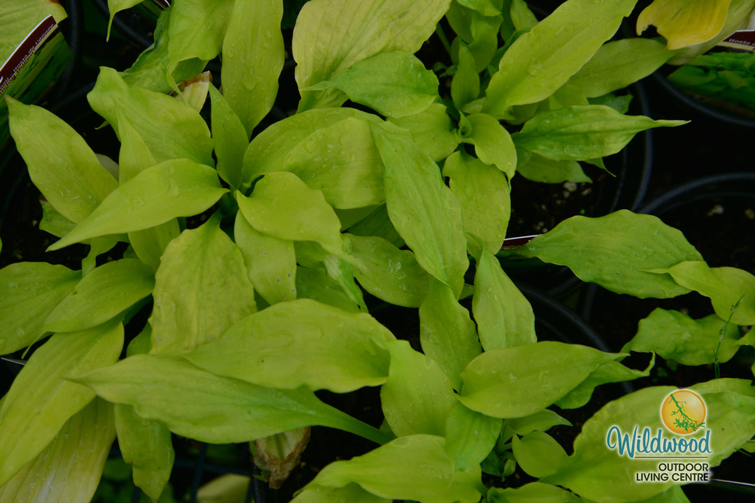 Hosta - Dancing Queen, 1 Pack