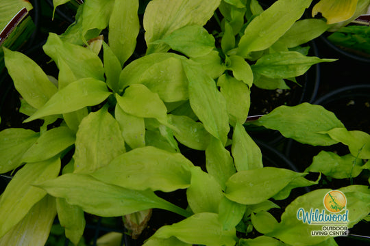 Hosta - Dancing Queen, 1 Pack
