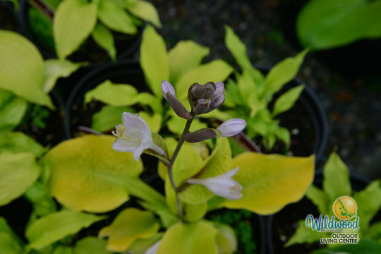 Hosta - Dancing Queen, 1 Pack