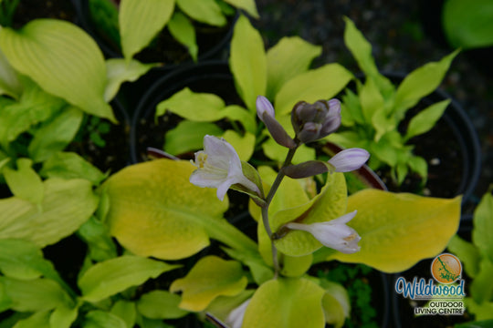 Hosta - Dancing Queen, 1 Pack
