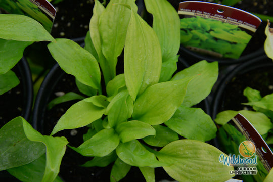 Hosta - Dancing Queen, 1 Pack