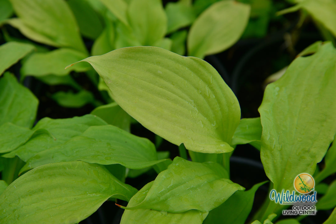 Hosta - Dancing Queen, 1 Pack