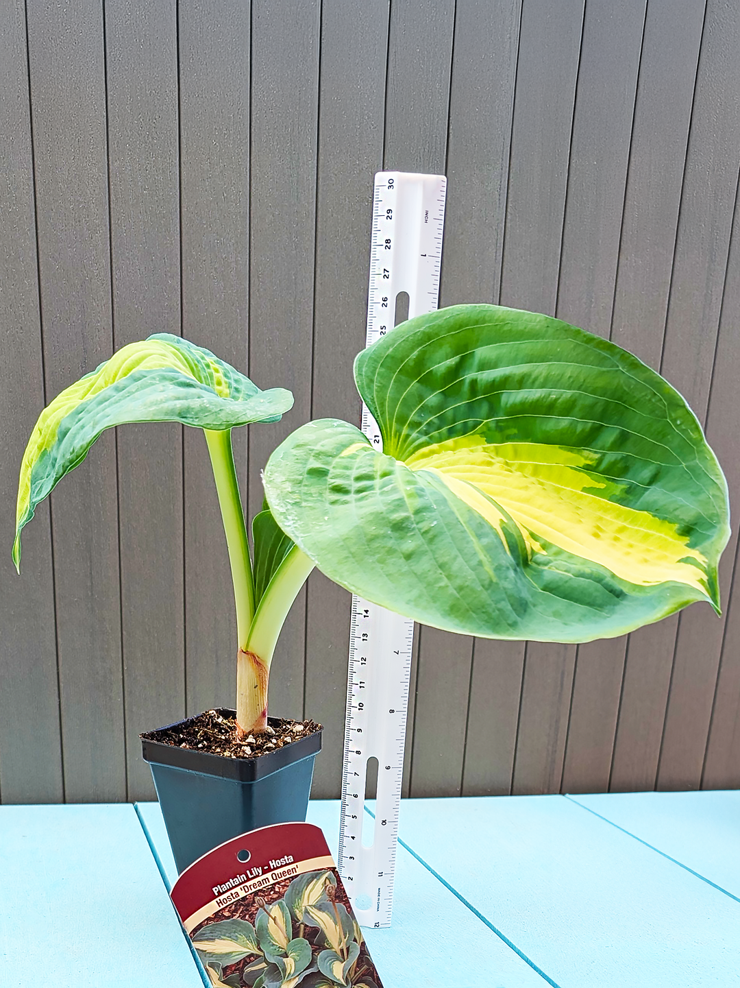 Hosta_DreamQueen