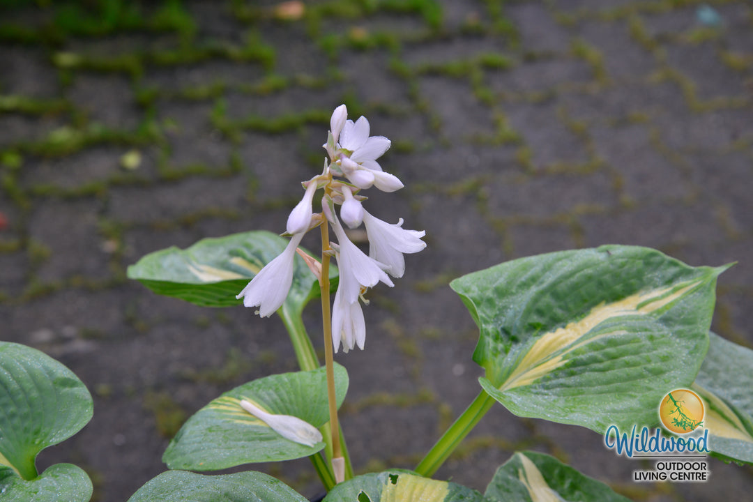 Hosta - Dream Queen, 1 Pack
