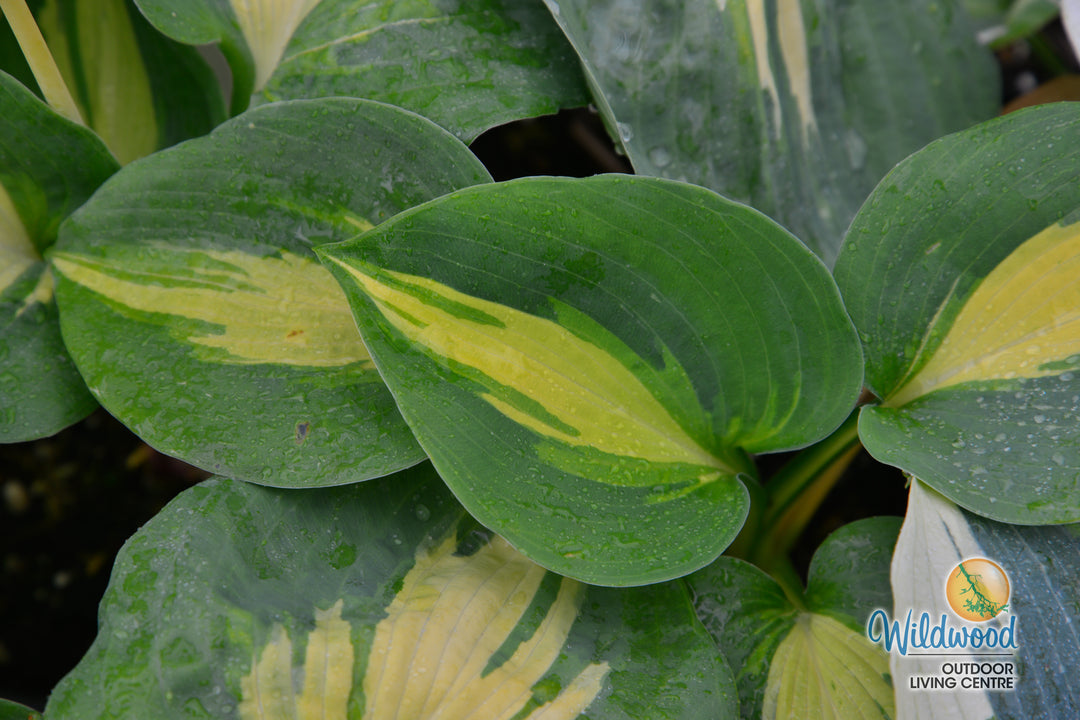 Hosta - Dream Queen, 1 Pack