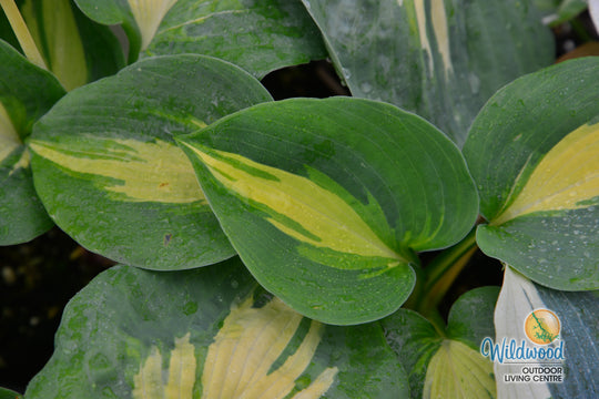 Hosta - Dream Queen, 1 Pack