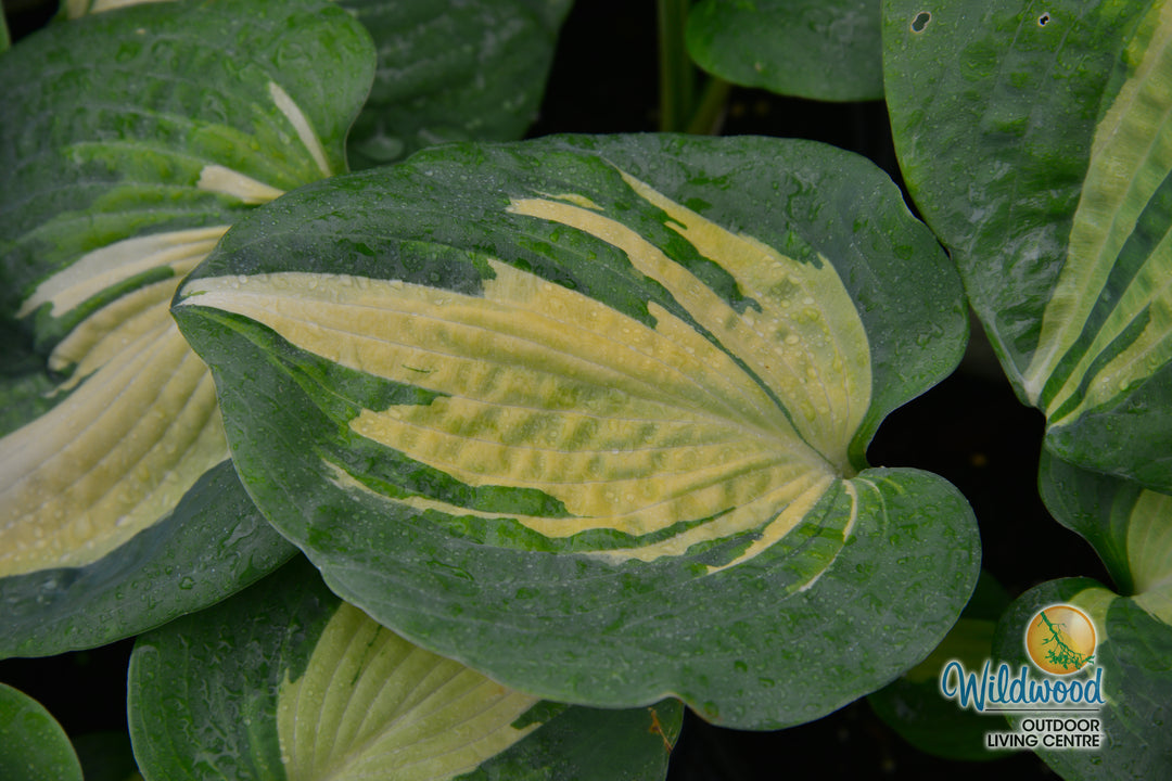 Hosta - Dream Queen, 1 Pack