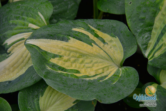 Hosta - Dream Queen, 1 Pack