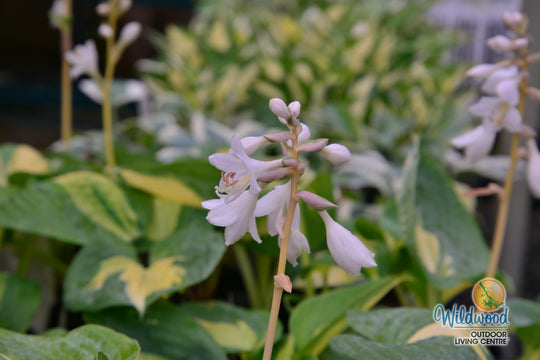 Hosta - Dream Queen, 1 Pack